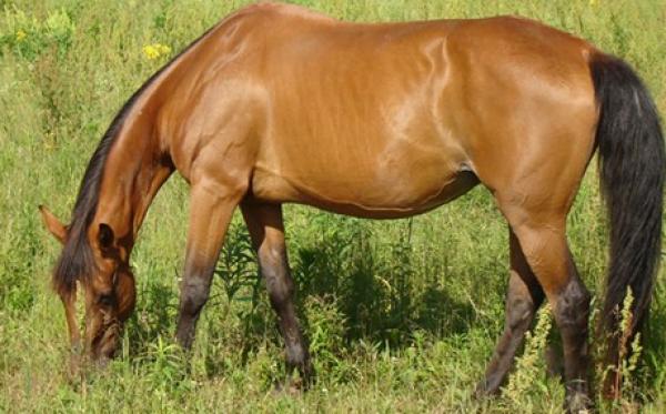 Κτηνωδία: Άγνωστοι δηλητηρίασαν 11 άλογα στον Αχέροντα