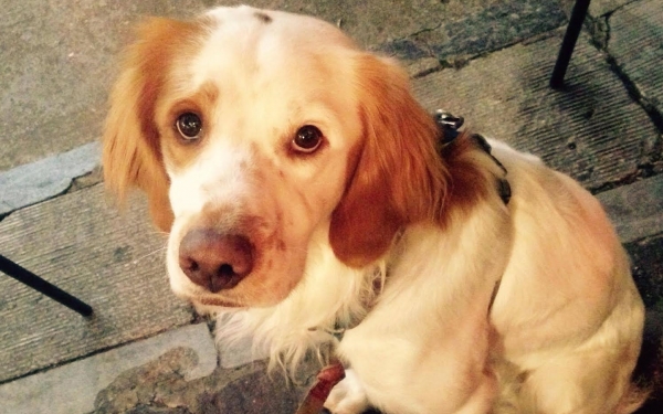 Ένα σκυλάκι χάθηκε στο Ληξούρι - Μπορείτε να βοηθήσετε στην ανεύρεσή του ; (εικόνα)