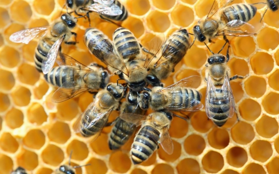 Οι μέλισσες ανακηρύχθηκαν τα πιο σημαντικά έμβια όντα στη γη -Δείτε γιατί