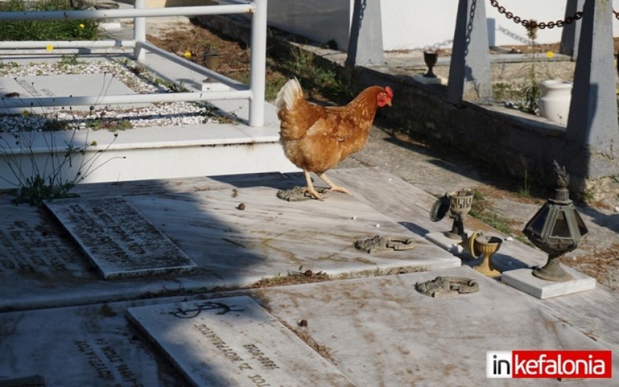 Άσχημη εικόνα στο Δημοτικό Κοιμητήριο Ληξουρίου: Ρωγμές, μικρές χωματερές και… κότες!