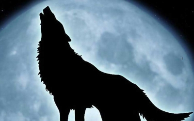 Κώστας Ζαπάντης: «Στο σκοτάδι όλοι οι λύκοι είναι γκρι»