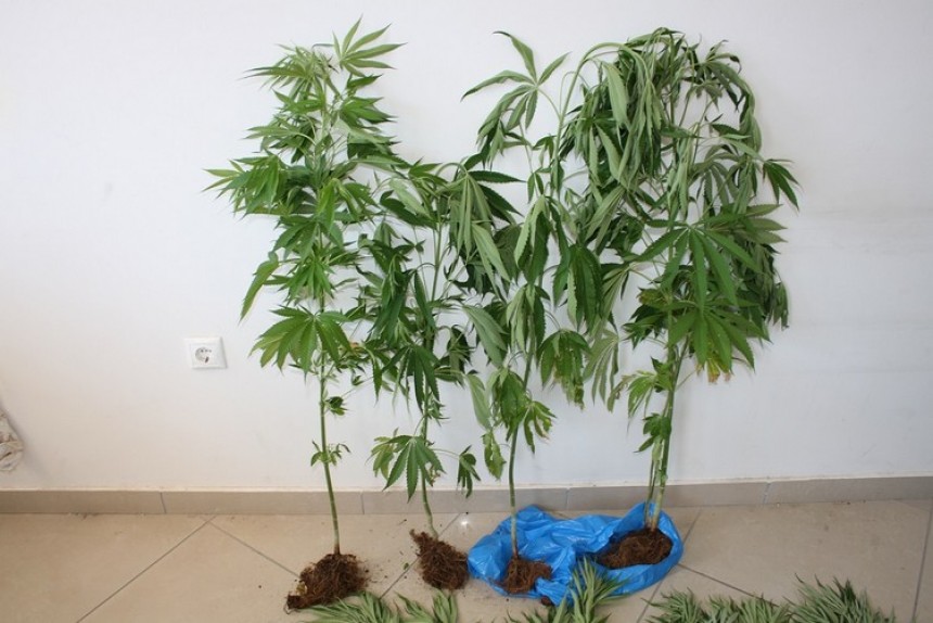 Εντοπίστηκε φυτεία 143 δενδρυλλίων κάνναβης στην Κεφαλονιά – Σύλληψη 36χρονου
