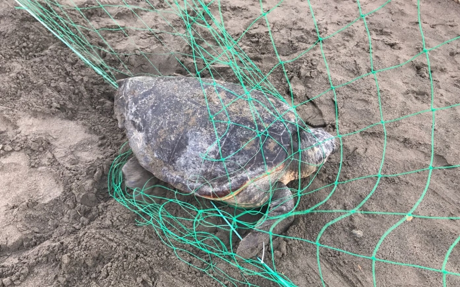 Θαλάσσια χελώνα πιάστηκε σε δίχτυα στον Αη Χέλη