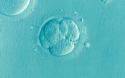 Εξωσωματική γονιμοποίηση: Νέο τεστ βοηθά στην πρόβλεψη των επιτυχημένων κυήσεων
