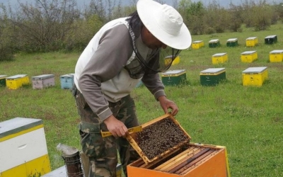Περιφέρεια: Υποβολή Αιτήσεων σε Προγράμματα Μελισσοκομίας έτους 2017