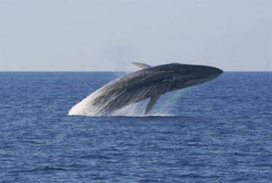 Εντοπίστηκε φάλαινα 14 μέτρων στον Σαρωνικό
