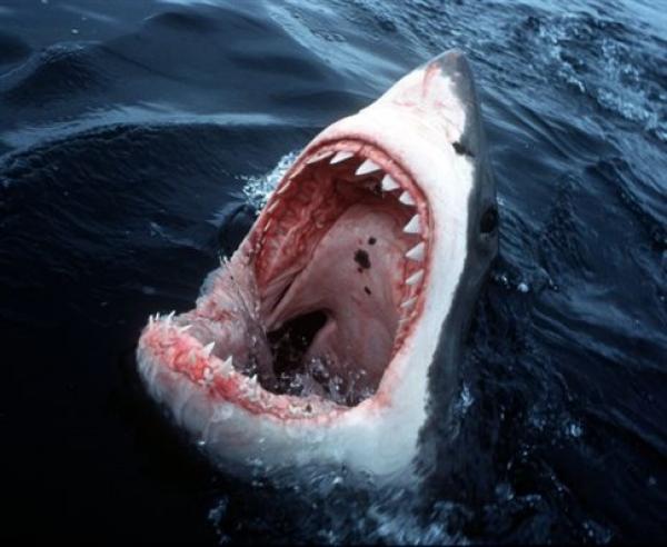 Οι καρχαρίες προτιμούν να τρώνε άντρες