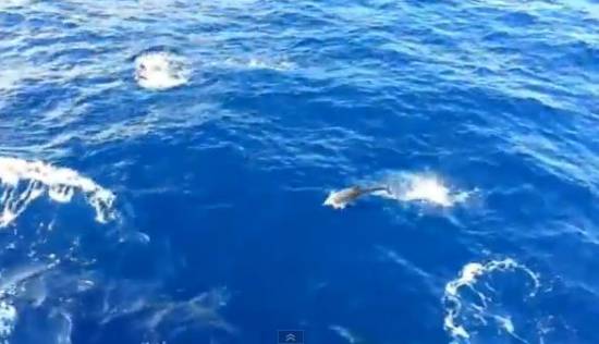 Κοπάδι με δελφίνια στο δρομολόγιο Κεφαλονιά – Ζάκυνθος