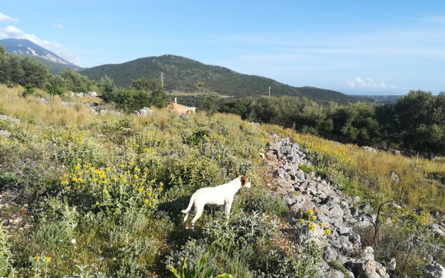 Πωλείται αγροτεμάχιο 4,5 στρεμμάτων με θέα σε ηλεκτροδοτημένο δρόμο εντός ζώνης στην περιοχή των Ραζάτων (εικόνες)