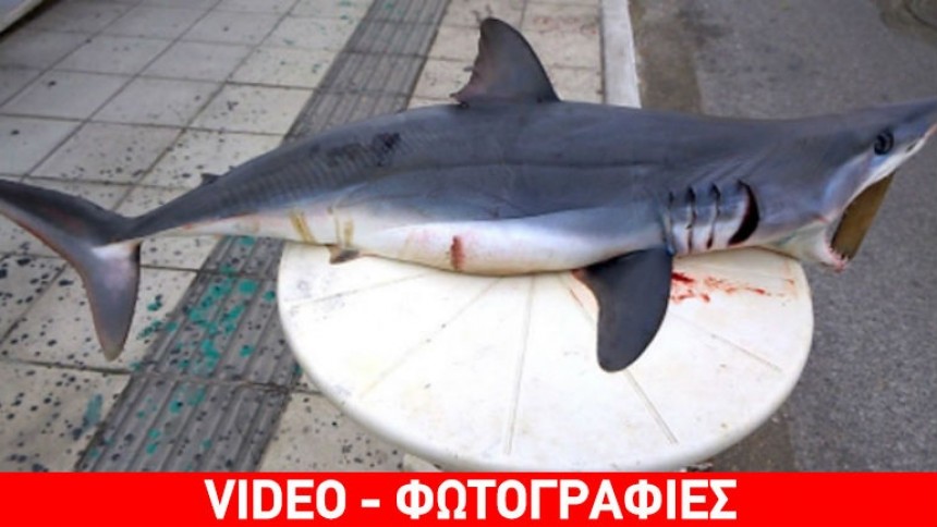 Λασίθι: Καρχαρίας στα δίχτυα ψαρά