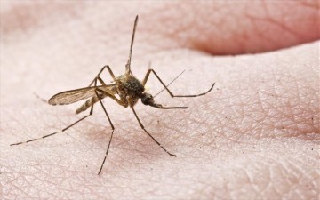 Κουνούπια τέλος! 10 φυσικοί τρόποι για να τα διώξετε