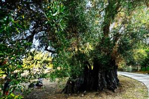 Τρία ελαιόδεντρα στην Κέρκυρα από τα αρχαιότερα στον κόσμο