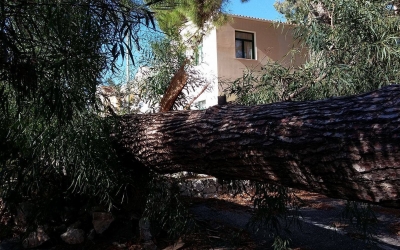 Πτώση δέντρου δίπλα στο δημοτικό σχολείο της Σκάλας