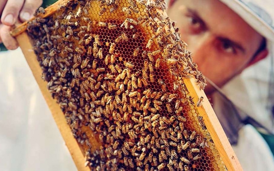 Ε.Α.Σ.: Εισαγωγή μελισσών στην Ε.Ε.