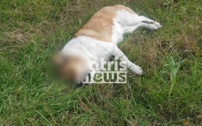 Σοκ στην Αμαλιάδα: Νεκρά πέντε σκυλιά από φόλες – Προσοχή, σκληρές εικόνες!