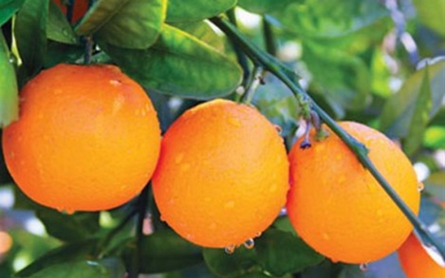 Συνεχίζεται η διανομή πορτοκαλιών στις πολύτεκνες οικογένειες