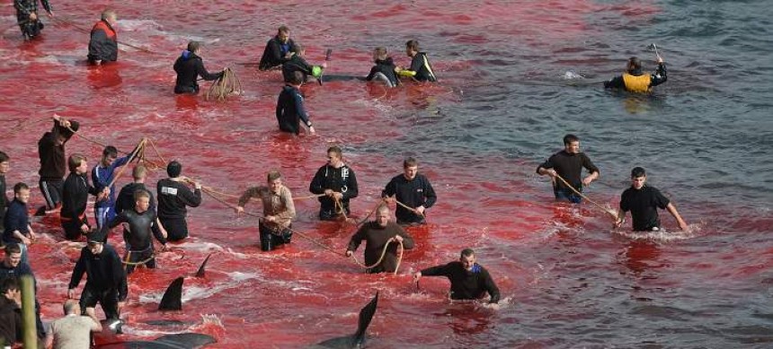 Η θάλασσα βάφτηκε κόκκινη – Σφαγή φαλαινών στα Νησιά Φερόε [εικόνες]