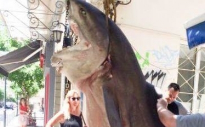 Καρχαριοειδές 300 κιλών ψάρεψαν ανοιχτά της Κεφαλονιάς! (εικόνες)