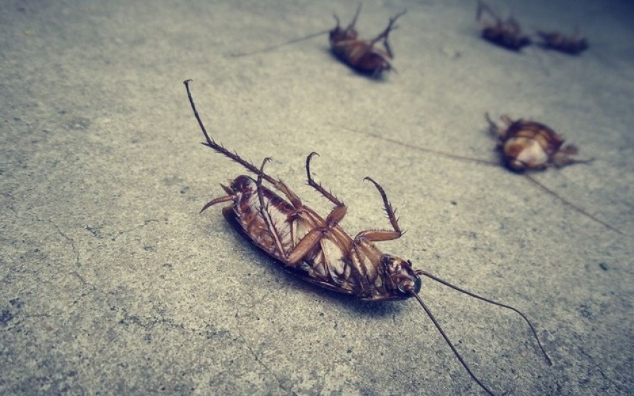 Τρεις φυσικοί τρόποι για να εξαφανίσετε τις κατσαρίδες από το σπίτι σας
