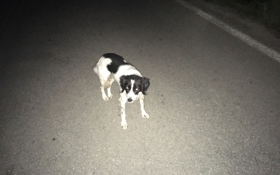 Φοβισμένο σκυλάκι στο Αδράκι - Μήπως το αναζητά κανείς ;