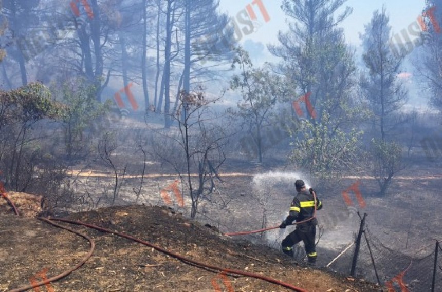 Φωτιά στη Σταμάτα κοντά στη λίμνη Μαραθώνα - Καίγονται πεύκα, κοντά σε σπίτια η πυρκαγιά