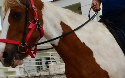 Φρίκη με νεκρό άλογο στη Χαλκίδα-Το βασάνισαν μέχρι θανάτου