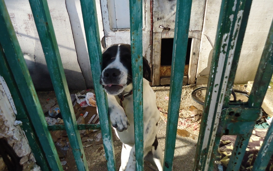 Σε συνθήκες ντροπής ζουν κάποια τετράποδα στην Κεφαλονιά - Η περίπτωση σκύλου στις λαϊκές κατοικίες (εικόνες)