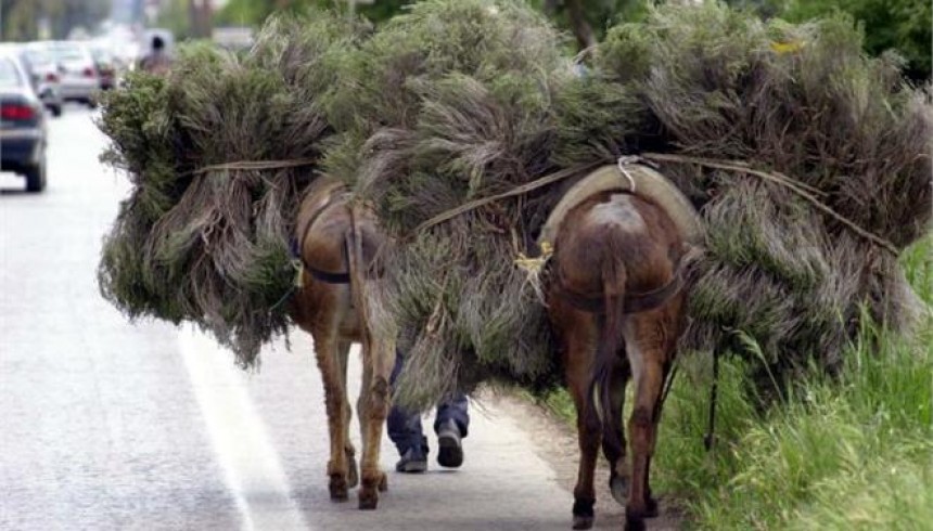 Λέρος: Αριθμό κυκλοφορίας θα έχουν... άλογα, γαϊδούρια και μουλάρια