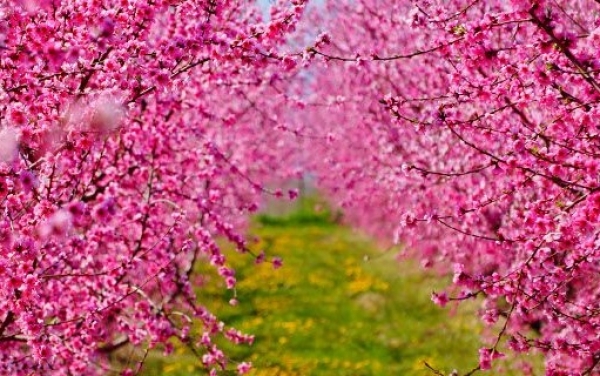Οι ανθισμένες βερικοκιές της Βέροιας κοντράρουν στα ίσια τις κερασιές της Ιαπωνίας [εικόνες]