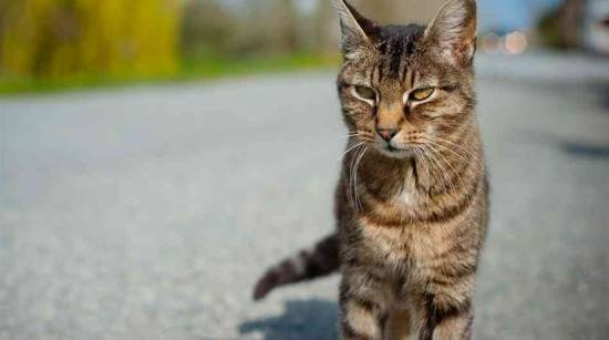 Επιστήμονες ανακάλυψαν γιατί είμαστε αλλεργικοί στις γάτες