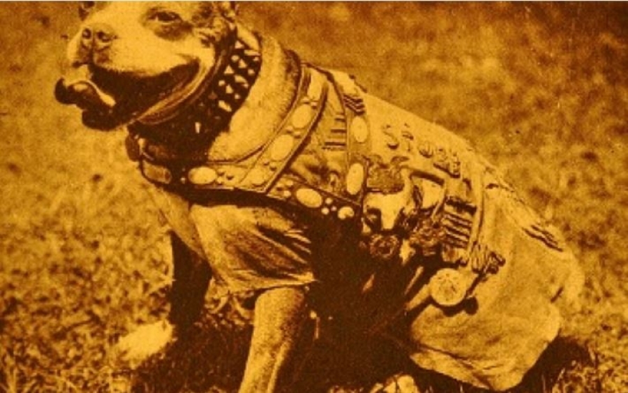 Μικέλης Μαφρέδας: Η ιστορία του σκύλου Στάμπι που πήρε τον βαθμό του λοχία στον Α’ Παγκόσμιο πόλεμο