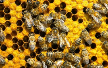 Εκλογές μελισσοκομικού συνεταιρισμού Κεφαλονιάς