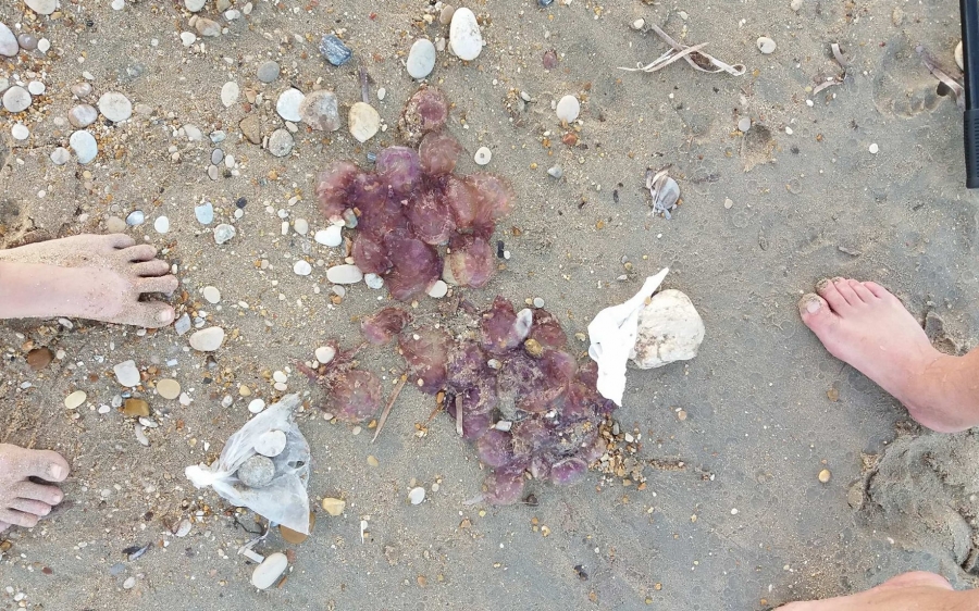 Τσούχτρες εμφανίστηκαν στην παραλία της Σκάλας (εικόνα)