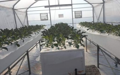 Στο ΤΕΙ Θεσσαλίας καλλιεργούν λαχανικά με μέθοδο της ΝASA [εικόνες]