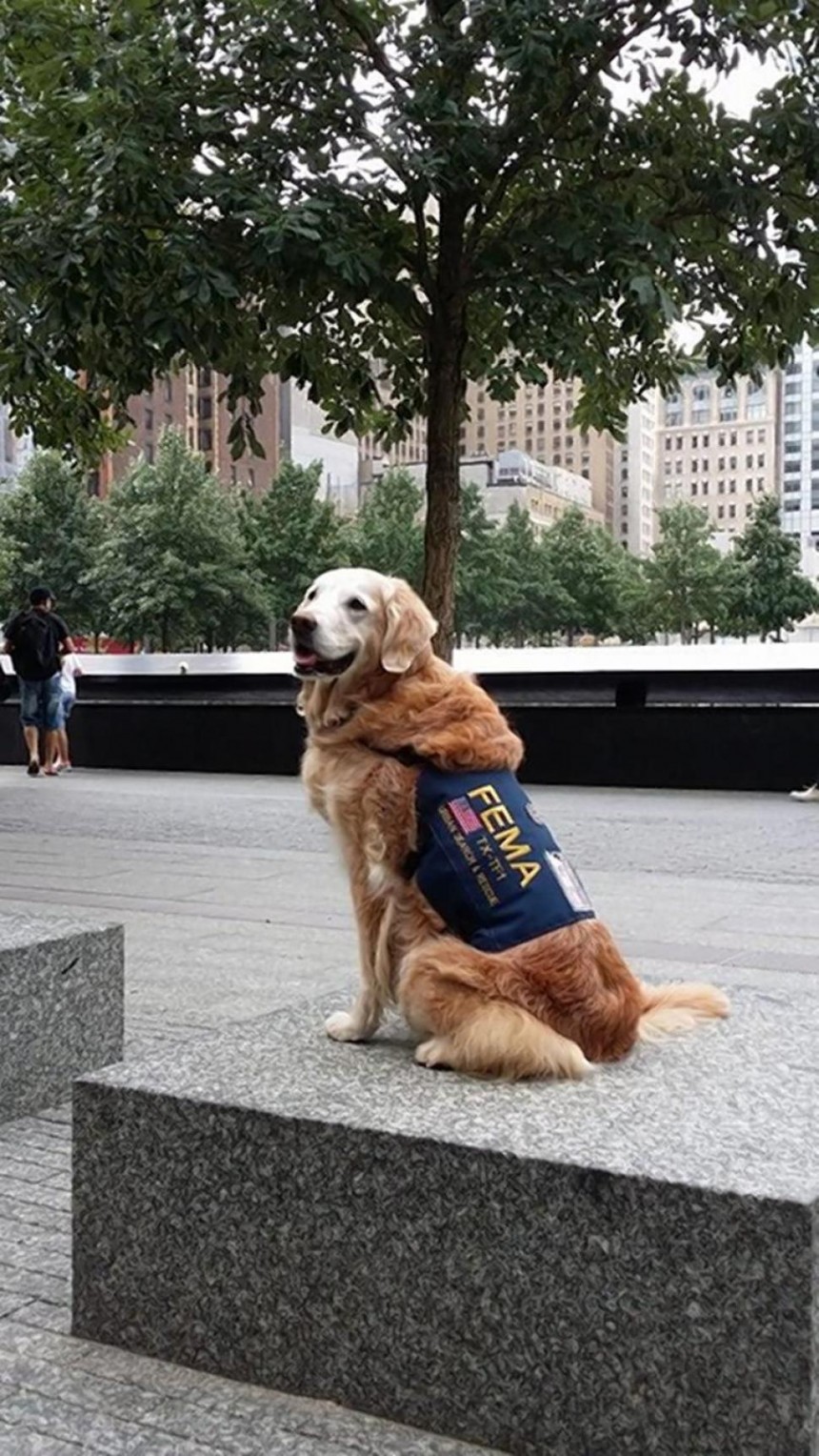 Ενας άγνωστος ήρωας της 11ης Σεπτεμβρίου -Ο σκύλος διασώστης [εικόνες]