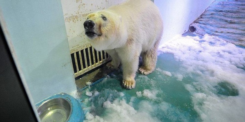 Η πιο θλιμμένη πολική αρκούδα του κόσμου θα ελευθερωθεί (εικόνες)
