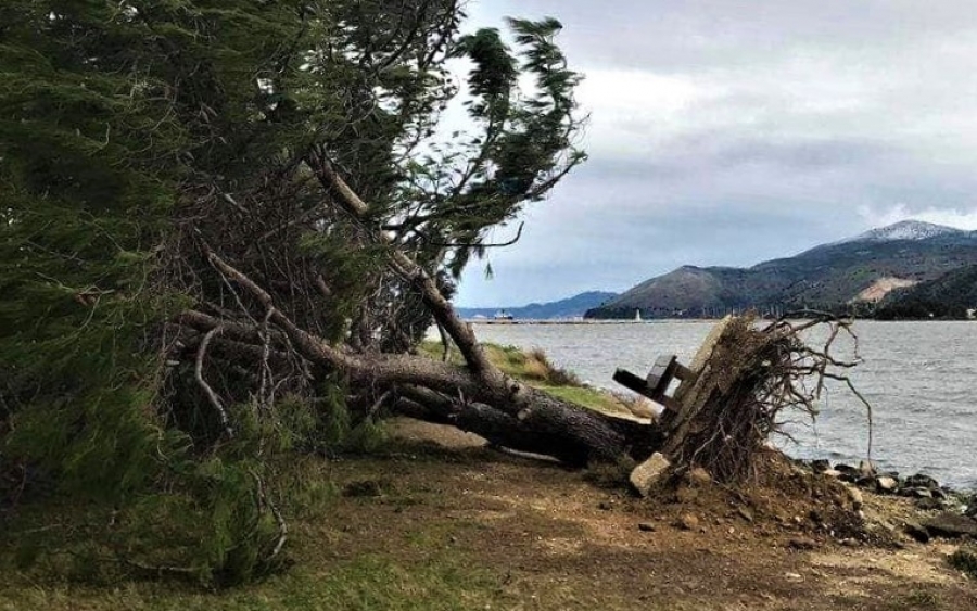 O αέρας ξερίζωσε μαζί δέντρο και… παγκάκι στον Κούταβο! (εικόνα)