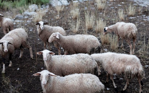 Νίκος Γκισγκίνης: Η ΠΙΝ μετέφερε την ατομική ευθύνη στους κτηνοτρόφους
