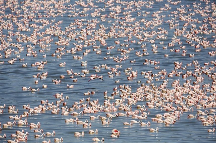 Πώς μια τοξική λίμνη έγινε ιδανικός βιότοπος για τα φλαμίνγκο