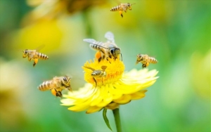 Εμβόλιο κατά της αλλεργίας στο τσίμπημα των μελισσών δοκιμάστηκε με επιτυχία