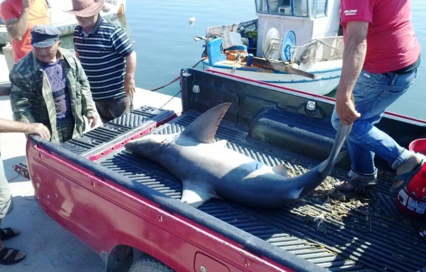 Πιάστηκε καρχαρίας στον Κυλλήνιο κόλπο (δείτε φωτο)