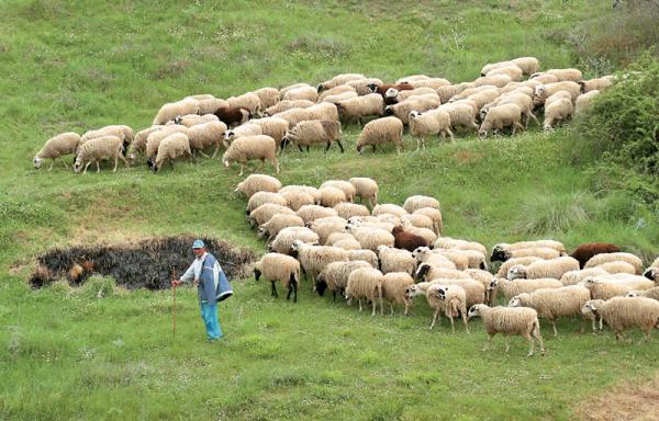 Διαμαρτύρονται έντονα οι κτηνοτρόφοι