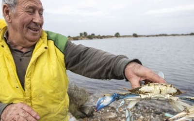 Σε αυτή τη λιμνοθάλασσα στην Ελλάδα ψαρεύουν... μπλε καβούρια (εικόνες)