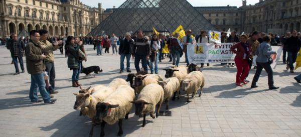 Πρόβατα εισέβαλαν στο Μουσείο του Λούβρου [βίντεο]