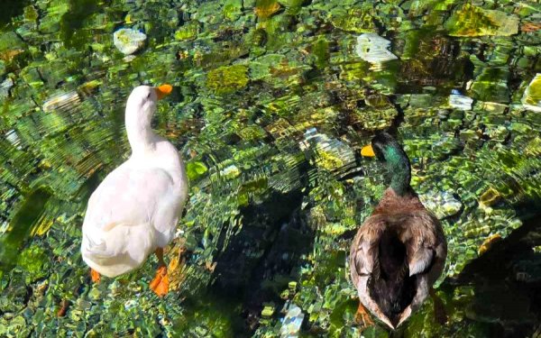 Σάμη - Άνοιξη που καθρεφτίζεται στα νερά του Καραβόμυλου
