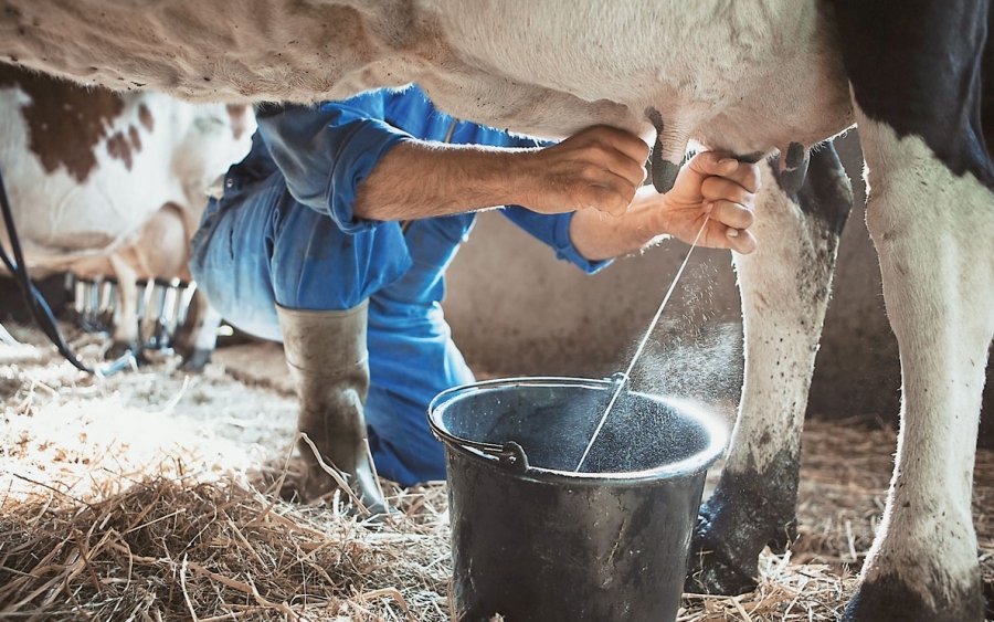Ε. Α. Σ. : Επιδότηση Γάλακτος