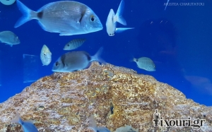 Τα μυστικά του Ιόνιου Ενυδρείου (Ionian Aquarium) στο Ληξούρι (εικόνες + video)