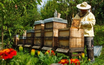 ΠΕΡΙΦΕΡΕΙΑ: Υποβολή Αιτήσεων σε Προγράμματα Μελισσοκομίας έτους 2020