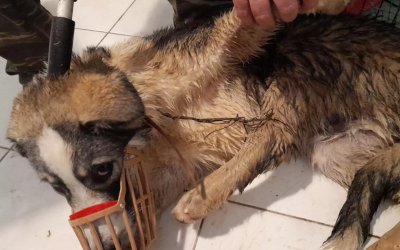 Μετέωρα: Έδεσαν με σύρμα το κεφάλι με το ένα πόδι του σκύλου