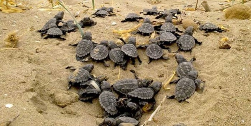 Ζάκυνθος: Γέμισαν χελώνες καρέτα - καρέτα οι παραλίες του νησιού